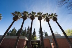 palm trees sacramento campus