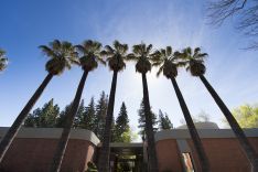 Sacramento campus palm trees