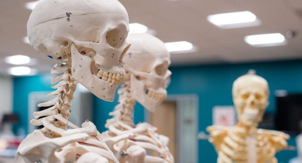 Photo shows three skeletons used for classroom training. 